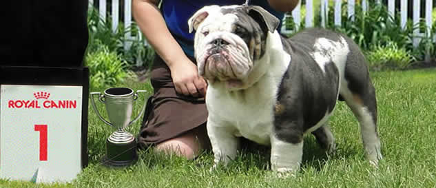 Int Champion Ace In The Hole blue bulldog